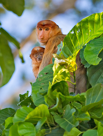 Proboscis Monkey Mother and Infant