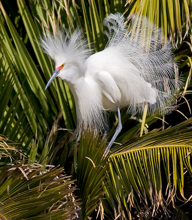 Snowy Egret with Courtship Display