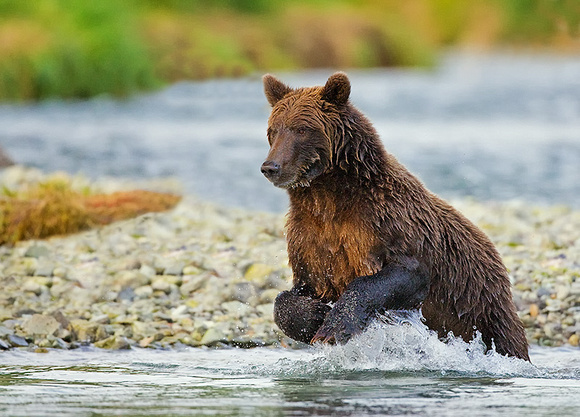 Leaping Grizzly