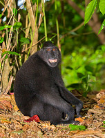 Black-Crested Macaque Grinning