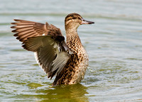Green-Winged Teal (Female)