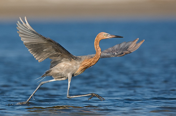 Reddish Egret Chasing Prey