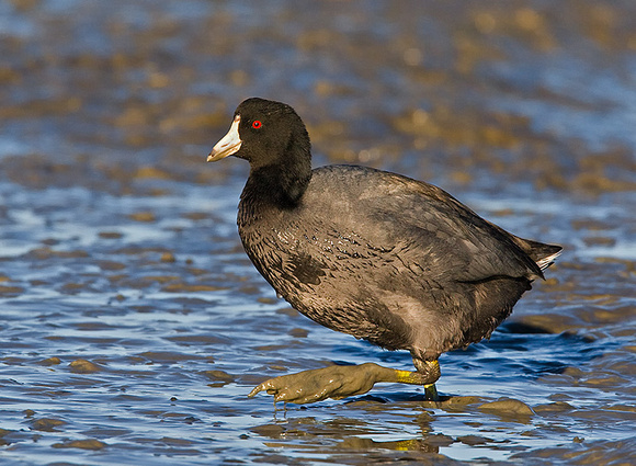 American Coot