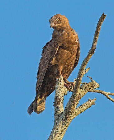 Brown Snake Eagle
