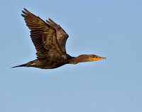 Cormorant