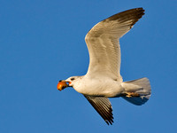 Ring-Billed Gull with Apple
