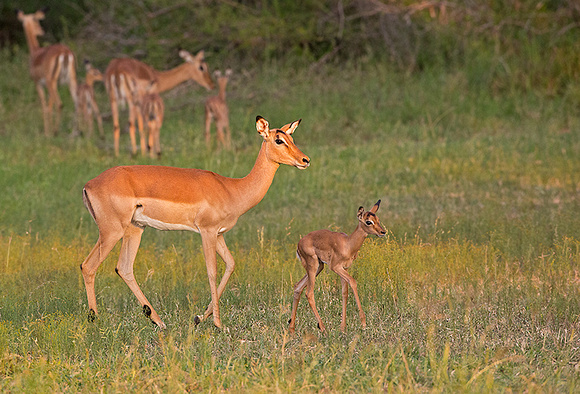Impala Mother and Fawn