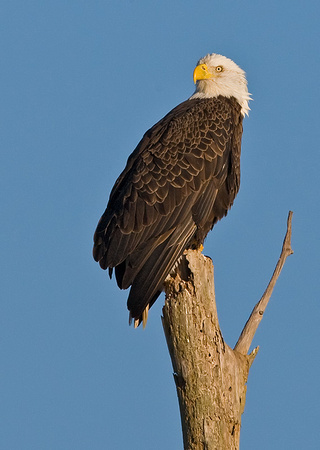 Bald Eagle