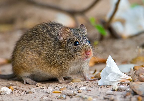 Mouse