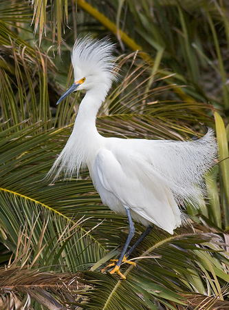 Snowy Egret with Breeding Plumage