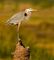 Great Blue Heron