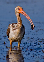 Juvenile White Ibis with Crayfish
