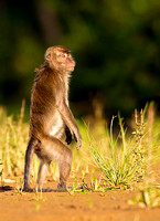 Long-Tailed Macaque Standing for View