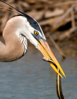 Great Blue Heron with Snake