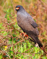 Snail Kite