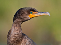 Cormorant