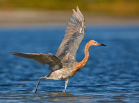 Reddish Egret Chasing Prey