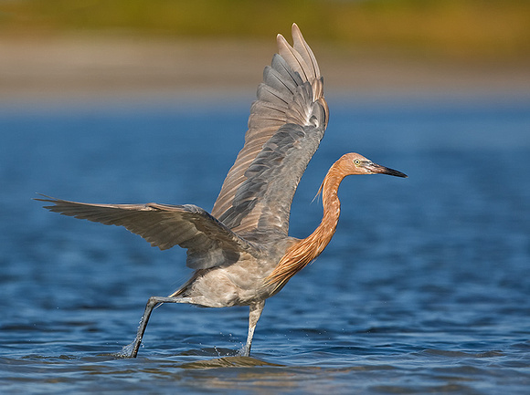 Reddish Egret Chasing Prey