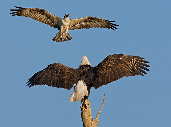 Osprey Harassing Bald Eagle