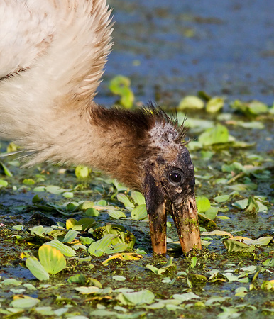 Wood Stork
