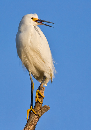 Snowy Egret