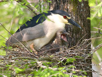 Black-Crowned Night Heron with Young