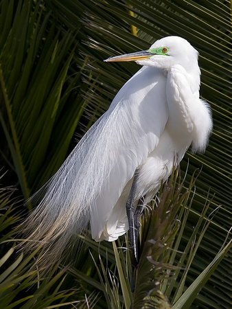 Great Egret in Breeding Plumage