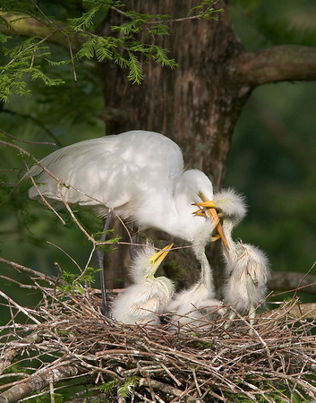 Great Egret Chicks Feeding