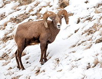 Bighorn Ram