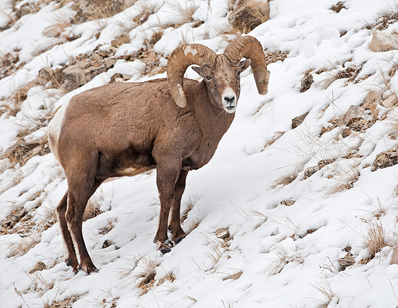 Bighorn Ram