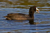 American Coot Feeding