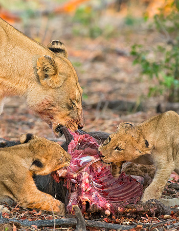 Lion Family Pulling Apart Warthog