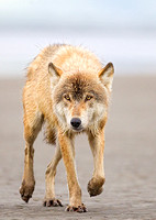 Gray Wolf