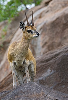 Klipspringer