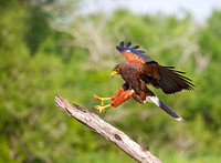 Harris's Hawk landing