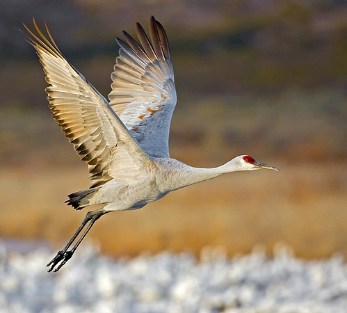 Sandhill Crane