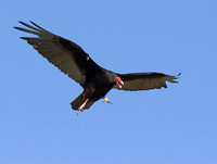 Turkey Vulture