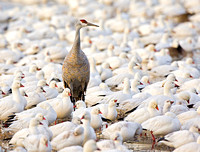 Lone Sandhill Crane Amid Snow Geese