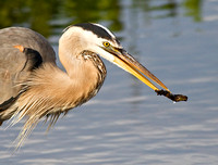 Great Blue Heron Investigating Object