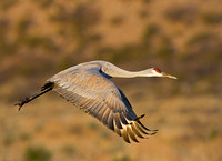 Sandhill Crane