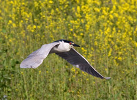 Black-Crowned Night Heron