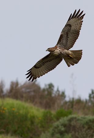Red-Tailed Hawk