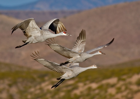 Sandhill Cranes