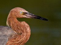 Reddish Egret