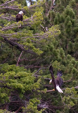 Bald Eagle Pair