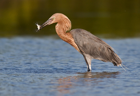 Reddish Egret with Fish