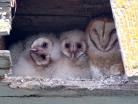Barn Owl Parent and Owlets