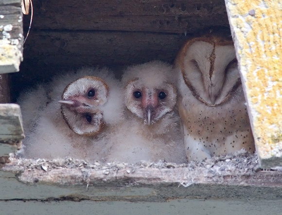 Barn Owl Parent and Owlets