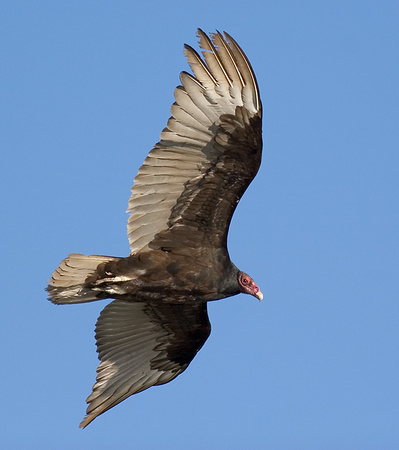 Turkey Vulture