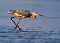 Reddish Egret